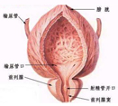 前列腺疾病