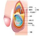 功能性障碍